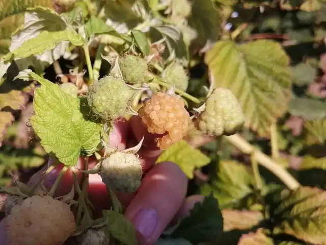 Рассыпуха ягод малины