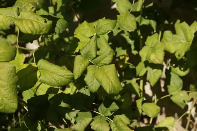 Проявление курчавости на листья малины