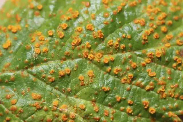 Ржавчина на малине