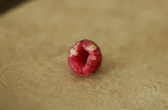 Пятна костянки малины