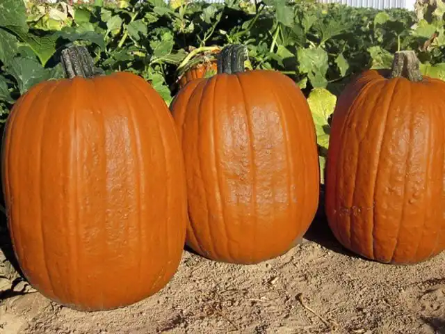 Тыква «Ранний гигант» (Early Giant)