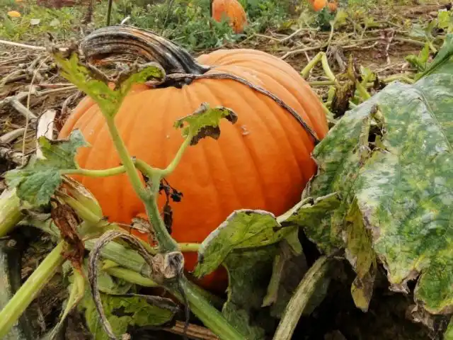 Тыква «Стофунтовая»