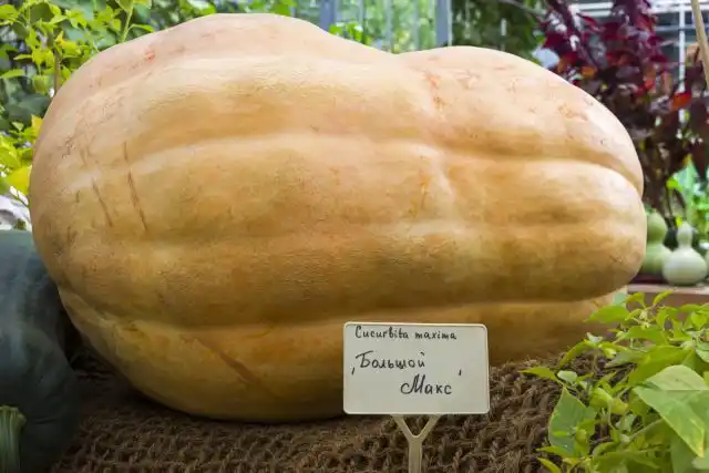 Тыква «Большой Макс», или «Биг Макс» (Big Max)