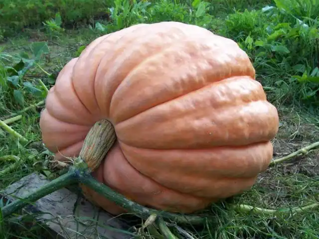 Тыква «Титан»