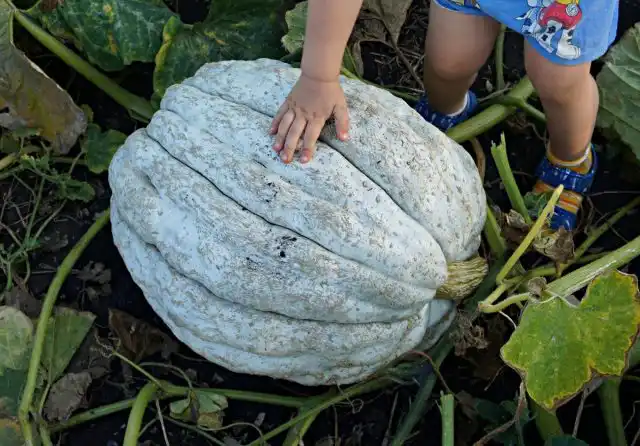 Тыква «Криула Патака» (Crioula Pataka)