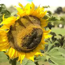 Подсолнечник «Титан» (Helianthus 'Titan')