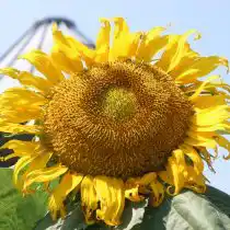 Подсолнечник «Монгольский гигант» (Helianthus 'Mongolian Giant')