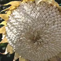 Подсолнечник «Тараумара» (Helianthus 'Tarahumara')
