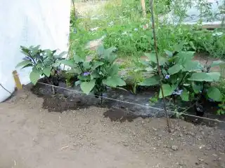 Баклажаны очень любят воду