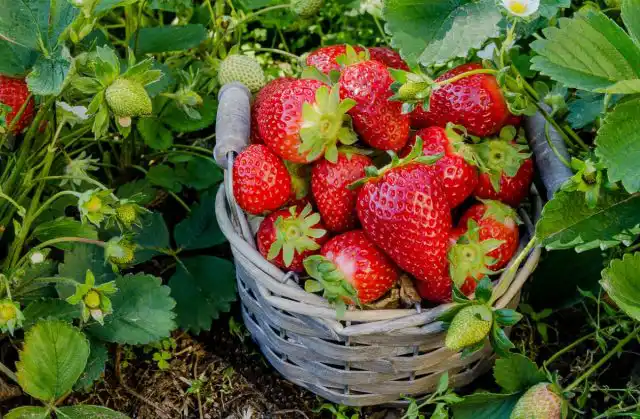 7 секретів великого врожаю