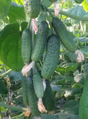 Огурец «Изумрудные сережки» F1