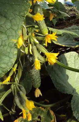 Огурец «Лилипут» F1