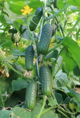 Огурец «Щедрик» F1