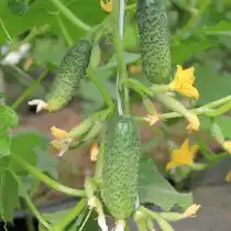 Огурец «Барабулька» F1