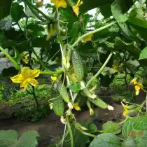 Огурец «Чудо-букет» F1