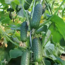 Огурец «Щедрик» F1