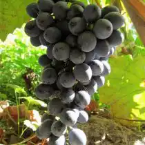 Виноград «Амурский Потапенко 1»