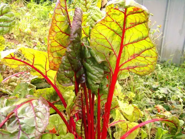 Мангольд (Beta vulgaris)