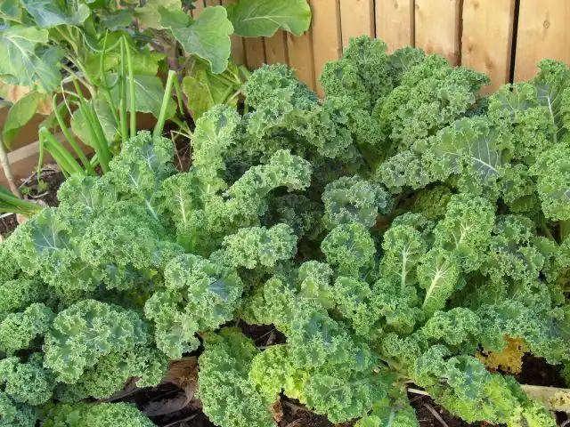 Кудрявая капуста, или Кале (Brassica oleracea var. sabellica)