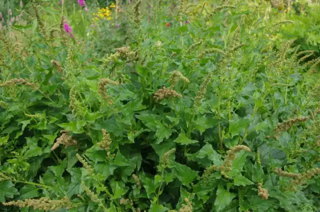 Марь, или Блитум Доброго Генриха (Chenopodium bonus-henricus)