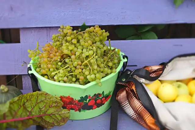 Урожай винограда «Коринка Русская» мы собираем в начале августа