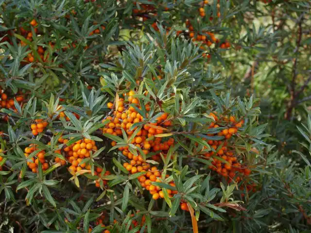 Облепиха крушиновидная (Hippophae rhamnoides)