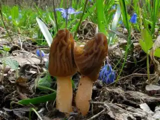 Сморчковая шапочка (Verpa bohemica)