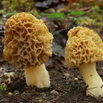 Сморчок съедобный (Morchella esculenta)