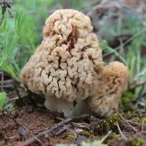 Сморчок степной (Morchella steppicola)