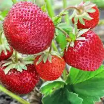 Земляника ананасная, или земляника садовая (Fragaria × ananassa) «Зенга Зенгана»