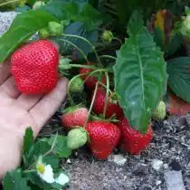 Земляника ананасная, или земляника садовая (Fragaria × ananassa) «Королева Елизавета II»