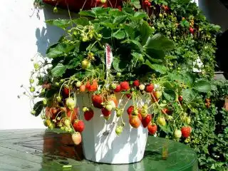 Земляника ананасная, или земляника садовая (Fragaria × ananassa) «Гирлянда»