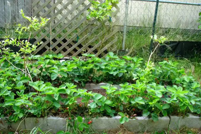 Какие сорта клубники лучше, можно выяснить только на собственном участке, в ходе собственных наблюдений, под заданные условия, в процессе вашего личного сортоиспытания