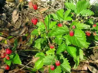 Земляника ананасная, или земляника садовая (Fragaria × ananassa) «Руяна»