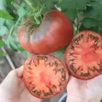 Томат «Амазонка Шоколадная»