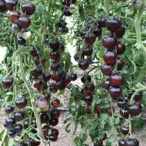 Томат «Черная галактика»