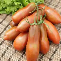 Томат «Перцевидный Шоколадный»