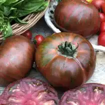 Томат «Самбол Полосатый»