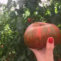 Томат «Шоколадный полосатый»