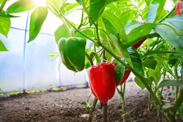 Как улучшить цветение и плодоношение перцев?