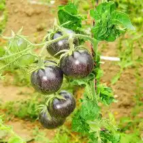 Помидор «Палка синяя»