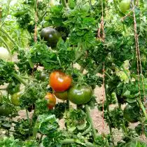 Помидор «Палка бурая»