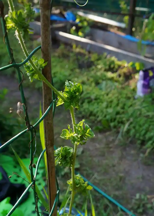У томата «Палка» тонкий и гибкий стебель, который нуждается в подвязке в нескольких местах