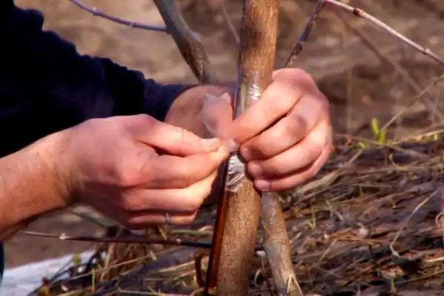 Прививка мостиком позволяет со временем получить новые «каналы питания» и компенсировать повреждения камбия