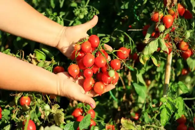 Томат «Поцелуй герани»