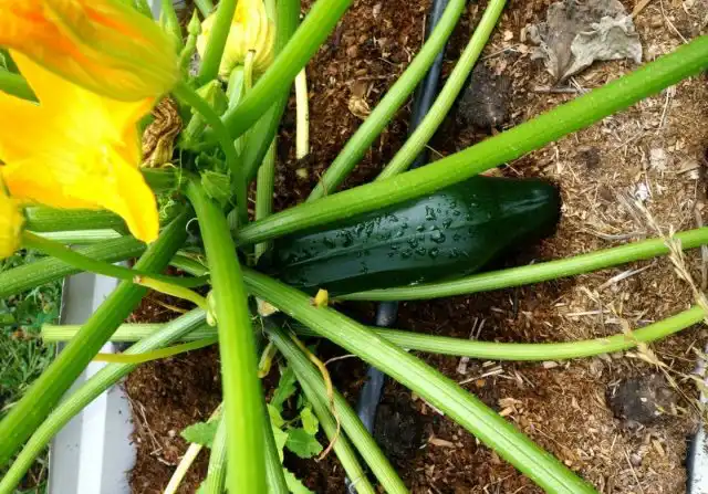 Кабачок-цукини «Блэк бьюти»