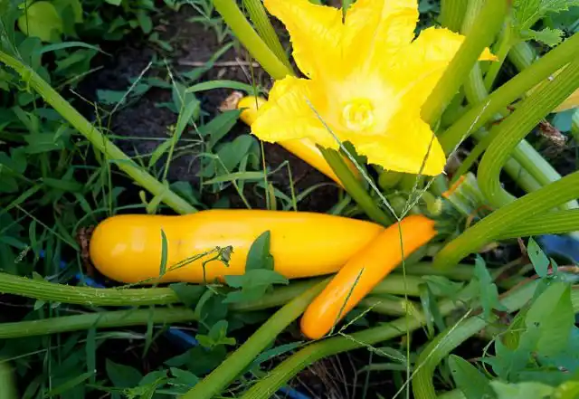 Кабачок-цукини «Ясмин F1»