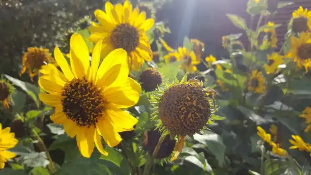 Подсолнечник однолетний, или Подсолнечник масличный (Helianthus annuus) — очень светолюбивое растение