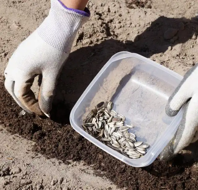 Сею подсолнух сухими семенами