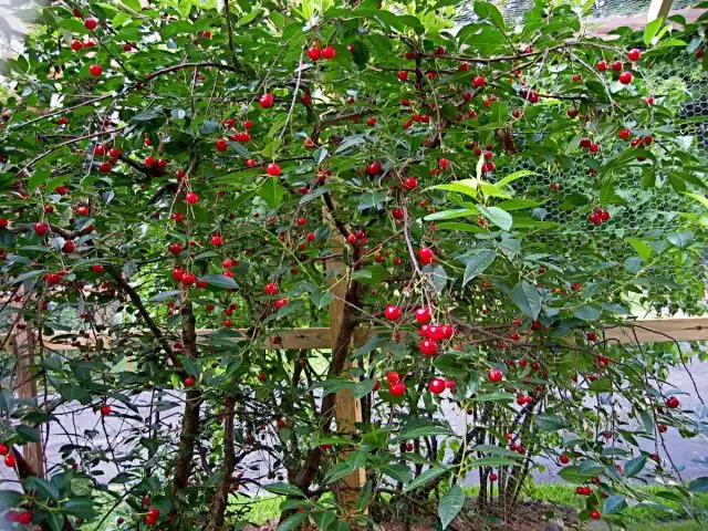 Нередко вишню древовидную размножают порослью и выращивают в виде куста